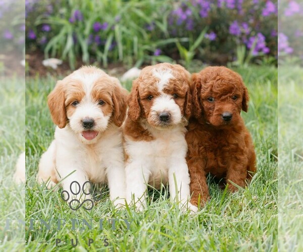 Medium Photo #2 Miniature Labradoodle Puppy For Sale in GORDONVILLE, PA, USA