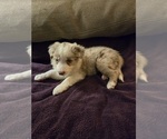 Puppy Puppy 1 Border Collie