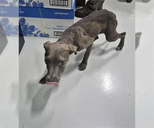 Mutt Dogs for adoption in Temple, TX, USA
