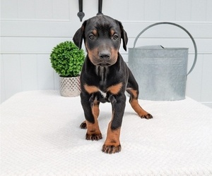 Medium Doberman Pinscher