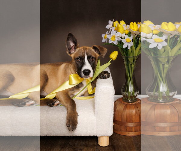 Medium Photo #5 American Staffordshire Terrier-Unknown Mix Puppy For Sale in McKinney, TX, USA