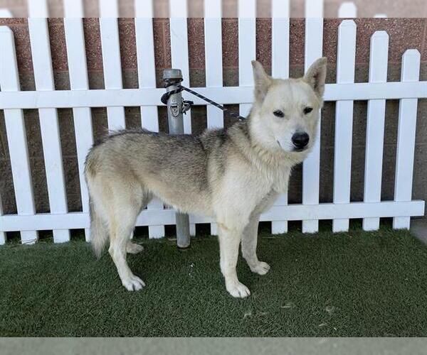 Medium Photo #1 Siberian Husky-Unknown Mix Puppy For Sale in Modesto, CA, USA