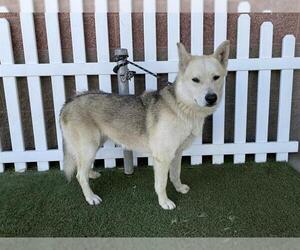 Siberian Husky-Unknown Mix Dogs for adoption in Modesto, CA, USA