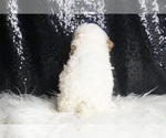 Small Photo #113 Poodle (Toy) Puppy For Sale in WARSAW, IN, USA