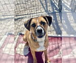 Small #18 Australian Shepherd-Boxer Mix
