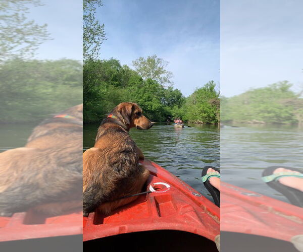 Medium Photo #2 Coonhound-Labrador Retriever Mix Puppy For Sale in Mouth Of Wilson, VA, USA