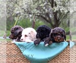 Small #1 Bernedoodle (Miniature)