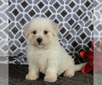 Small Photo #3 Bichon Frise Puppy For Sale in NARVON, PA, USA