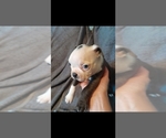 Small Photo #1 Boston Terrier Puppy For Sale in LA JUNTA, CO, USA