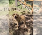 Small Photo #5 Golden Retriever Puppy For Sale in BYERS, CO, USA
