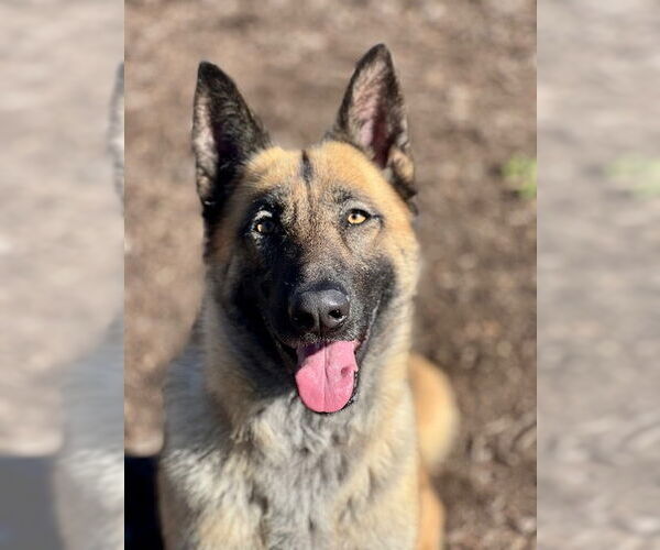 Medium Photo #1 Siberian Husky-Unknown Mix Puppy For Sale in Santa Cruz, CA, USA