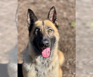 Siberian Husky-Unknown Mix Dogs for adoption in Santa Cruz, CA, USA