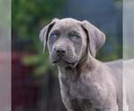 Small #3 Labrador Retriever Mix