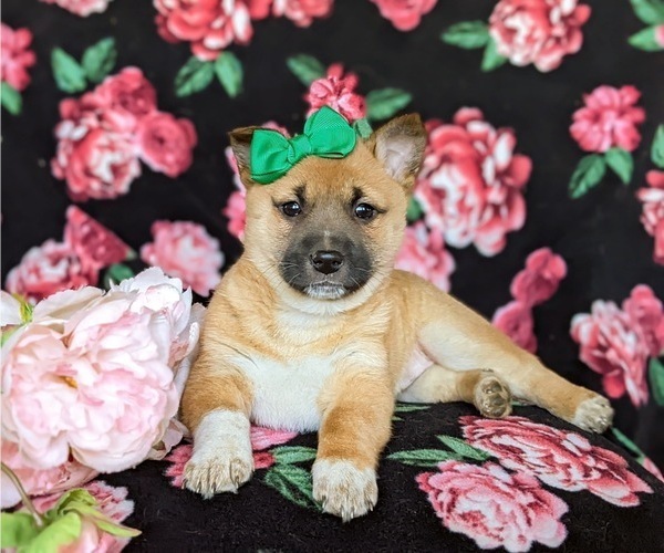 Medium Photo #7 Jack Russell Terrier-Shiba Inu Mix Puppy For Sale in ATGLEN, PA, USA