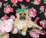 Small Photo #7 Jack Russell Terrier-Shiba Inu Mix Puppy For Sale in ATGLEN, PA, USA