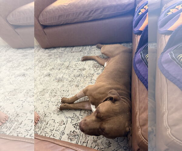 Medium Photo #4 American Pit Bull Terrier Puppy For Sale in Chandler, AZ, USA