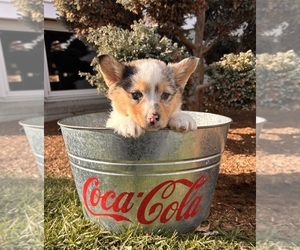 Pembroke Welsh Corgi Puppy for sale in MIDDLEBURY, IN, USA