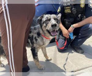 Border-Aussie Dogs for adoption in Riverside, CA, USA