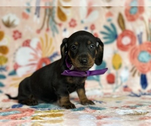Dachshund Puppy for sale in LANCASTER, PA, USA