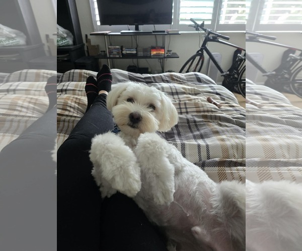 Medium Photo #5 Maltese-Unknown Mix Puppy For Sale in Escondido, CA, USA