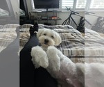 Small #4 Maltese Mix
