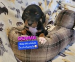 Puppy Gemma Dachshund