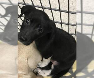 Labrador Retriever-Unknown Mix Dogs for adoption in Conroe, TX, USA