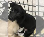 Small Labrador Retriever Mix