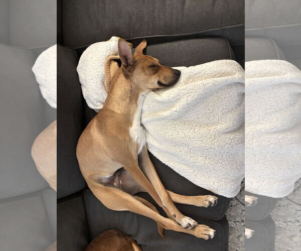 Medium Photo #4 Basenji-Unknown Mix Puppy For Sale in Coldwater, MI, USA