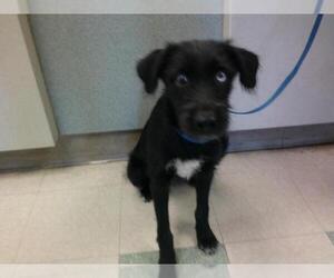 Mutt Dogs for adoption in Oklahoma City, OK, USA