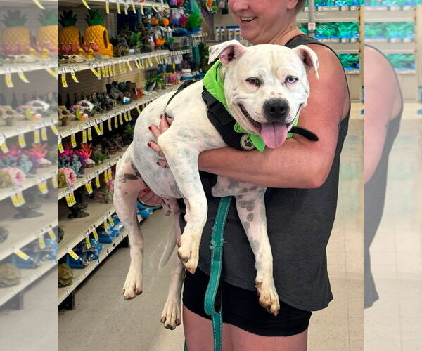 Medium Photo #3 American Staffordshire Terrier-Unknown Mix Puppy For Sale in Holly Springs, NC, USA