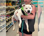Small #2 American Staffordshire Terrier Mix