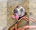 Small Photo #3 Mutt Puppy For Sale in Rowlett, TX, USA