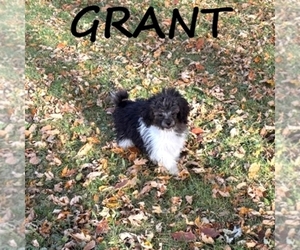 ShihPoo Puppy for sale in HARTLAND, MN, USA