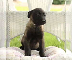 Belgian Malinois Puppy for sale in RONKS, PA, USA