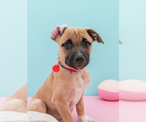 Medium Photo #1 Mutt Puppy For Sale in Bellingham, WA, USA