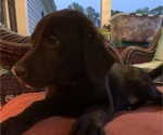 Small Photo #3 Labrador Retriever Puppy For Sale in SPOTSYLVANIA, VA, USA