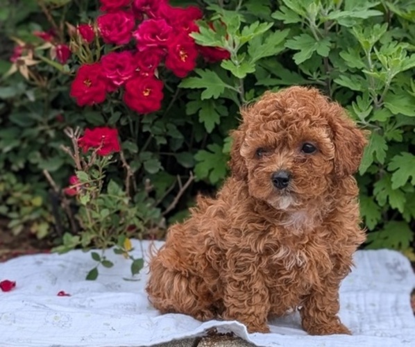 Medium Photo #5 Cock-A-Poo Puppy For Sale in GOSHEN, IN, USA