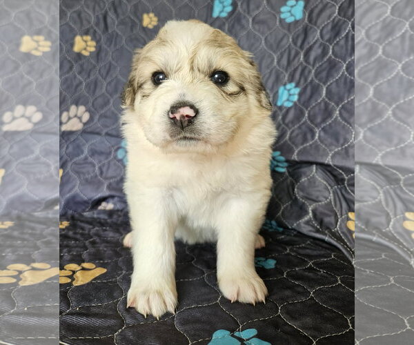 Medium Photo #3 Great Pyrenees Puppy For Sale in Croydon, NH, USA