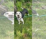 Small #1 Siberian Husky