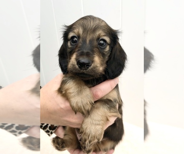 Medium Photo #1 Dachshund Puppy For Sale in RIALTO, CA, USA