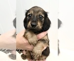 Small Photo #1 Dachshund Puppy For Sale in RIALTO, CA, USA