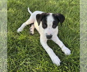 Labrador Retriever-Unknown Mix Dogs for adoption in Fargo, ND, USA