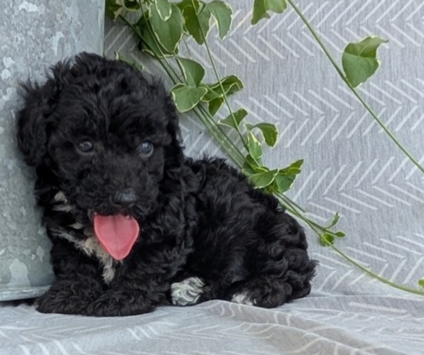 Medium Photo #7 Poodle (Toy) Puppy For Sale in GOSHEN, IN, USA