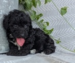 Small #6 Poodle (Toy)