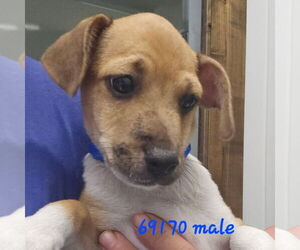 Dachshund-Unknown Mix Dogs for adoption in Chico, CA, USA