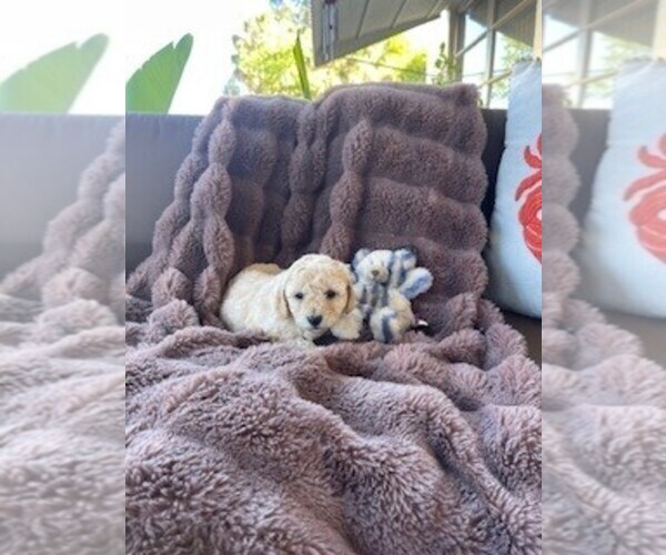 Medium Photo #3 Bichpoo Puppy For Sale in ETNA GREEN, IN, USA