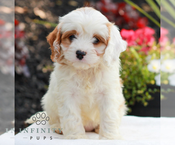 Medium Photo #1 Cavapoo (Miniature) Puppy For Sale in LITITZ, PA, USA