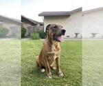 Small German Shepherd Dog Mix