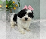 Small Photo #4 ShihPoo Puppy For Sale in FRANKLIN, IN, USA